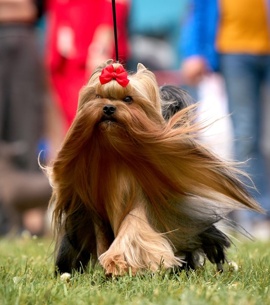 ELM DENDI LUCKY BOY BY GREAT — Labaza DogPedigree YorkshireTerrier